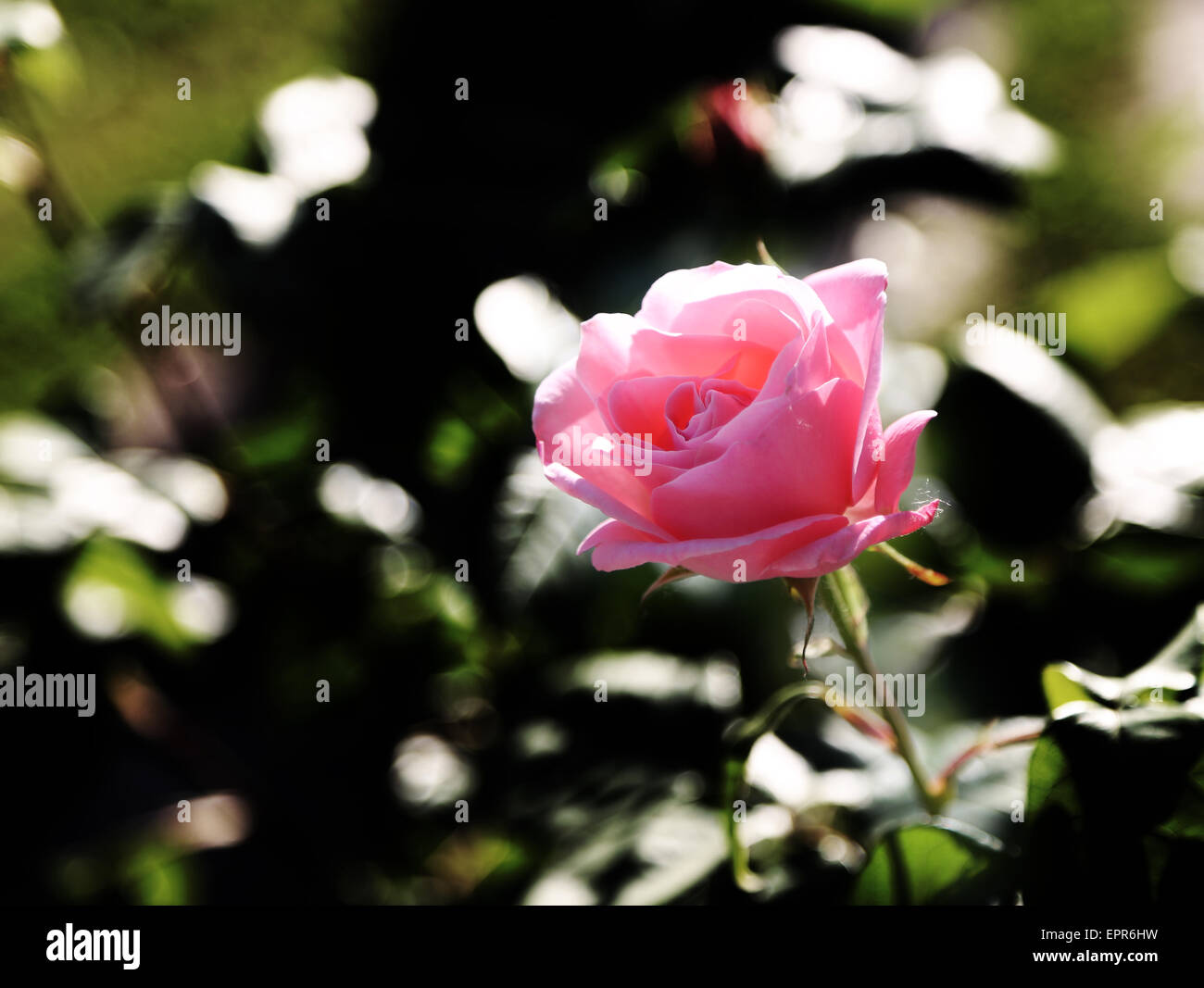 zart rosa Rose blühte nur im Mai Stockfoto