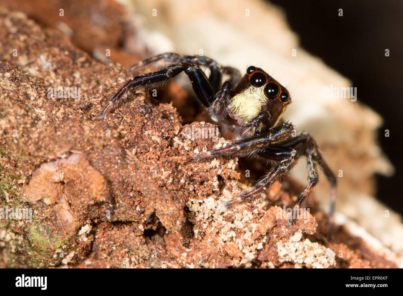 bunte Jumping Spider (Salticidae) in der Laubstreu des Regenwaldes in Belize Stockfoto