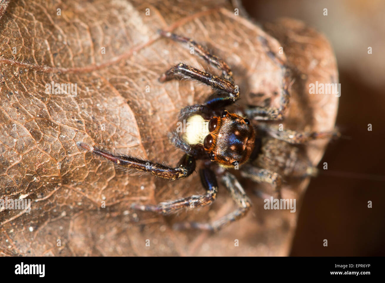 bunte Jumping Spider (Salticidae) in der Laubstreu des Regenwaldes in Belize Stockfoto