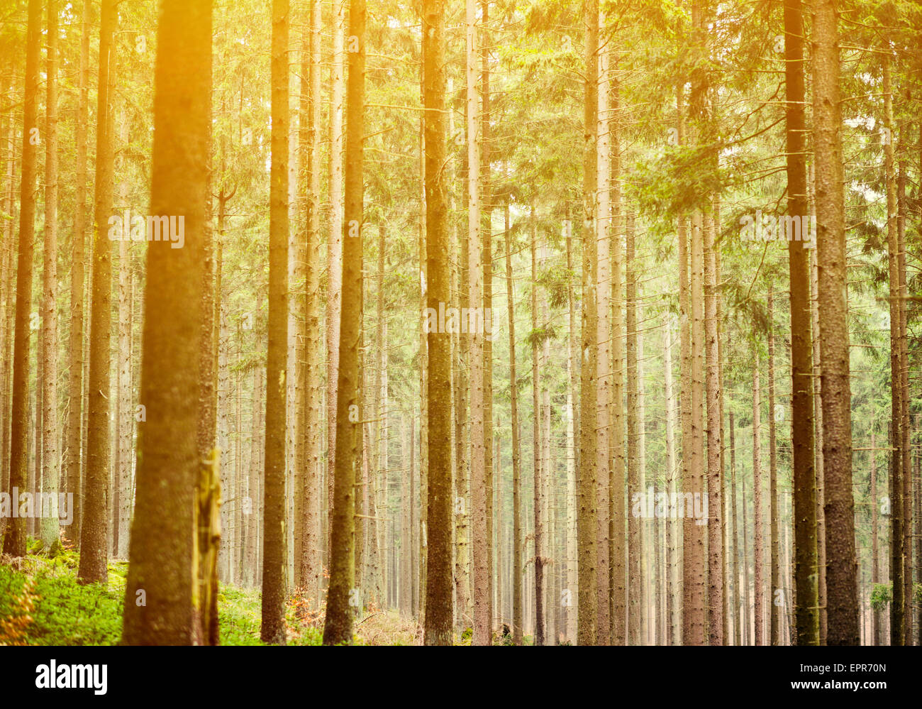 Mystisches grünen Wald Stockfoto