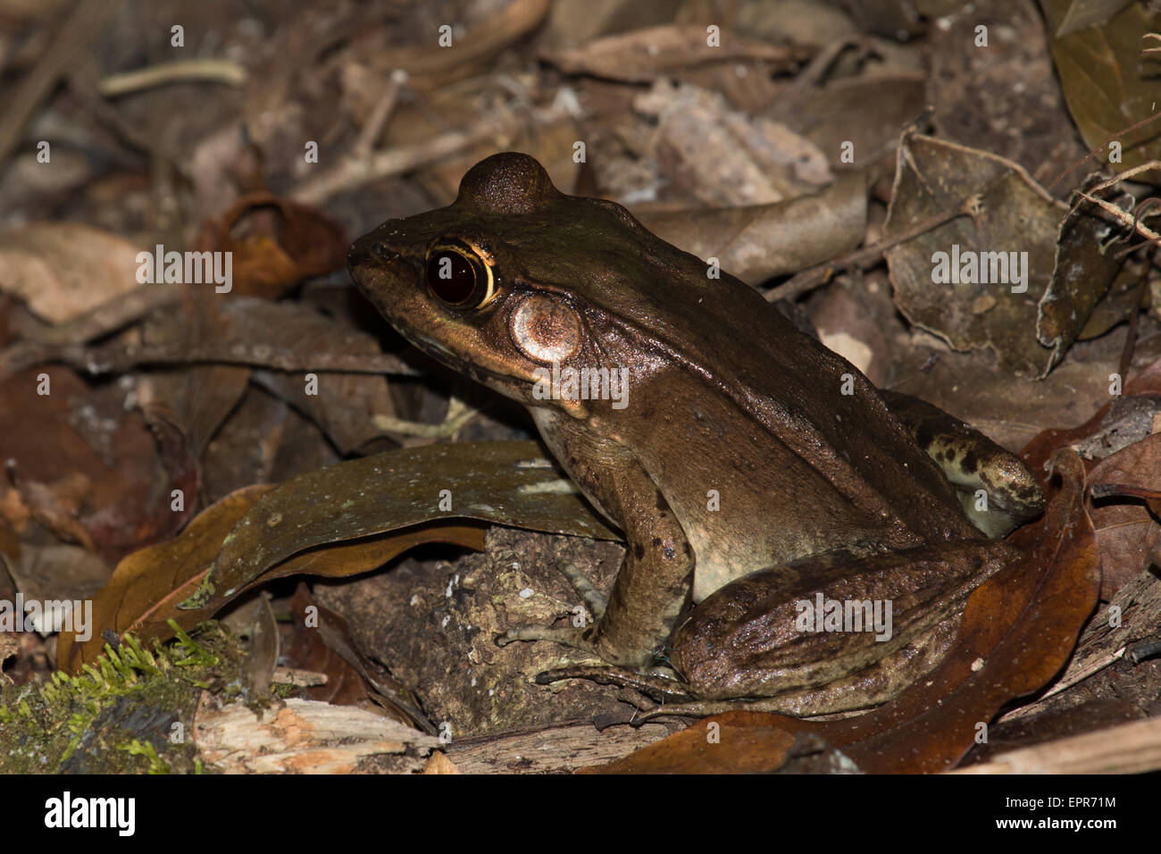 Vaillant FrogLithobates Vaillanti Vaillant Frosch (Lithobates Vaillanti), Belmopan, Belize Stockfoto