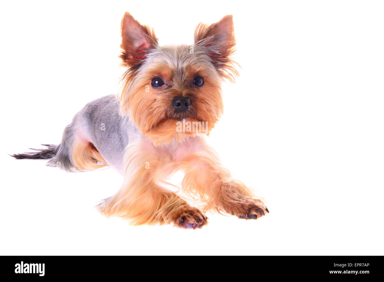 Foto Welpen Yorkshireterrier. Porträt. Isoliert Stockfoto