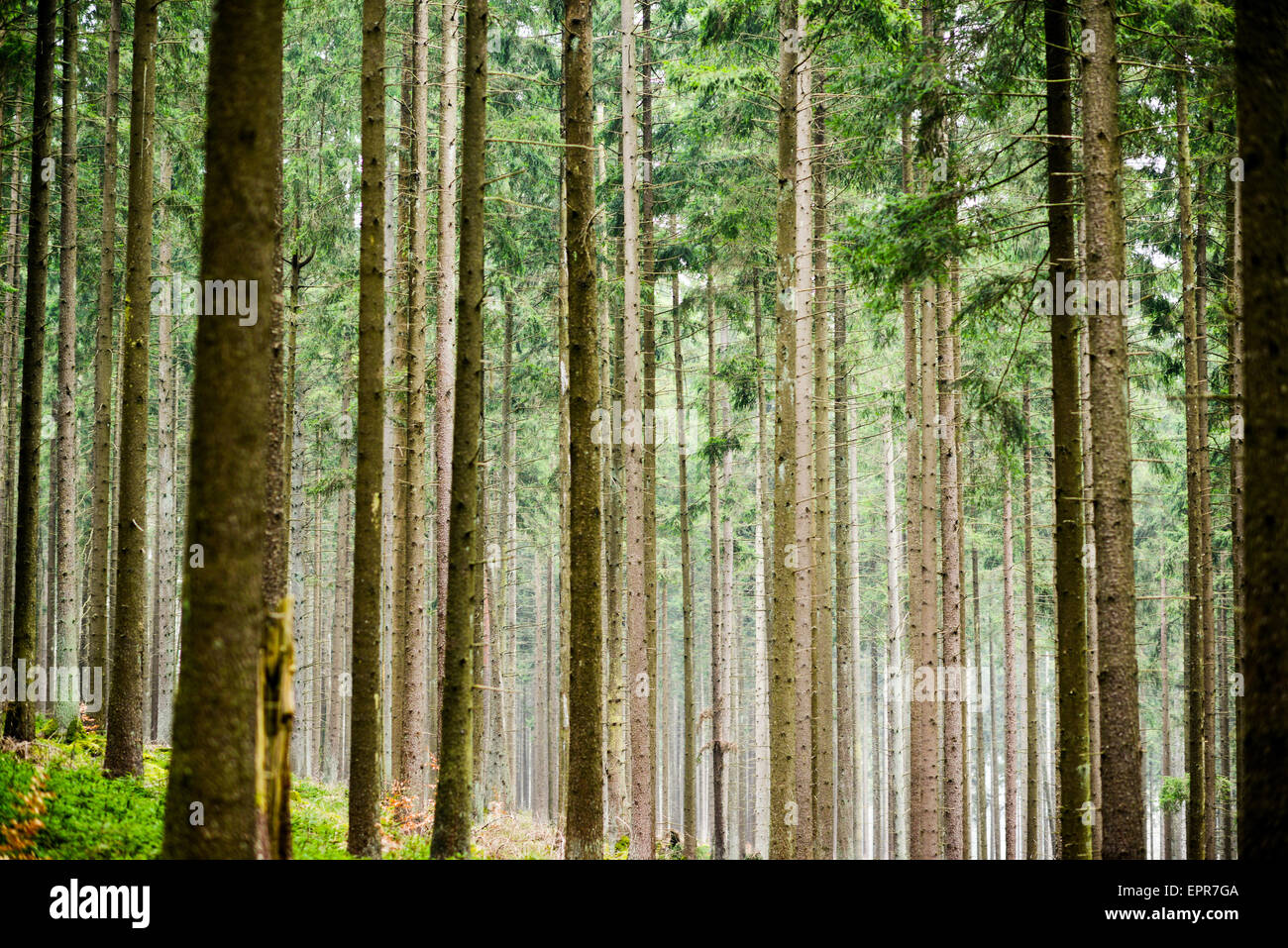 Mystisches grünen Wald Stockfoto