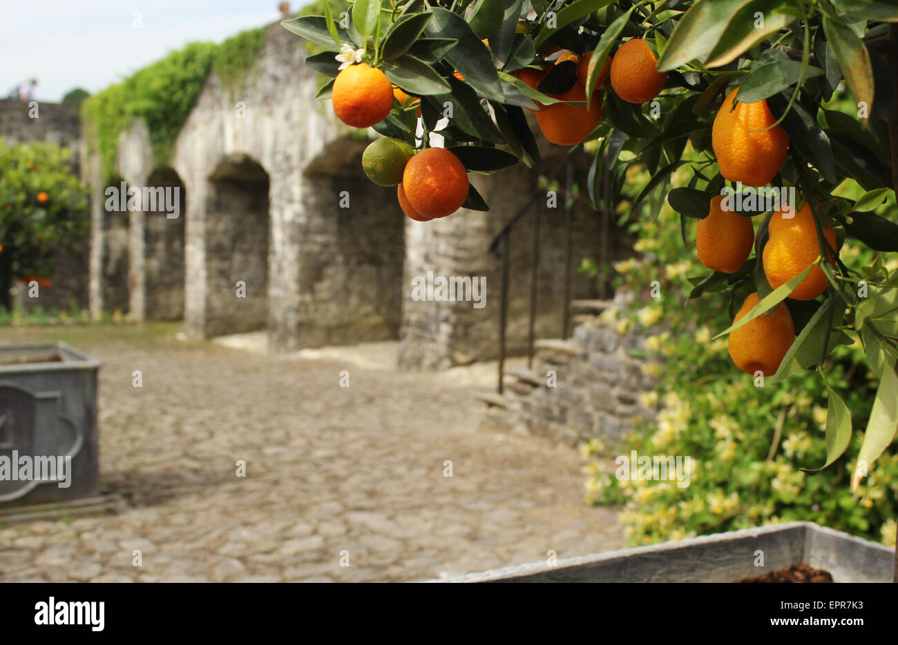 Orangenbäume in Aberglasney Gärten, Llangathen, Carmarthenshire Stockfoto