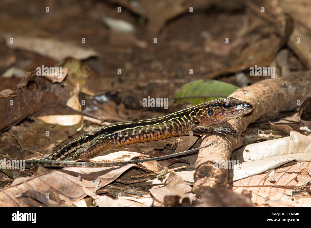 Zentralamerikanischen Whiptail (Ameiva Festiva) Stockfoto