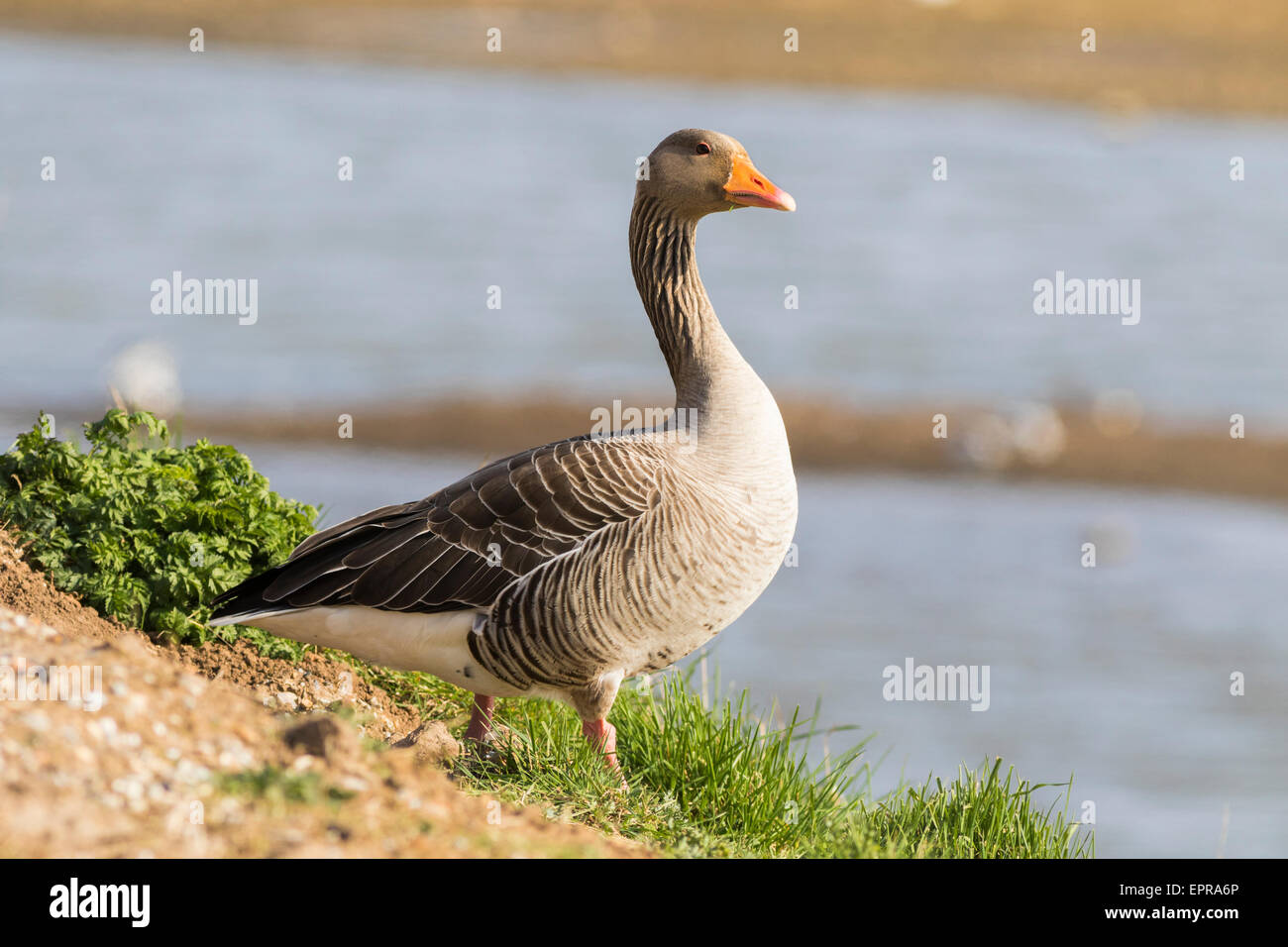 Rosa footed Goose (Anser Brachyrhynchus) auf dem land Stockfoto