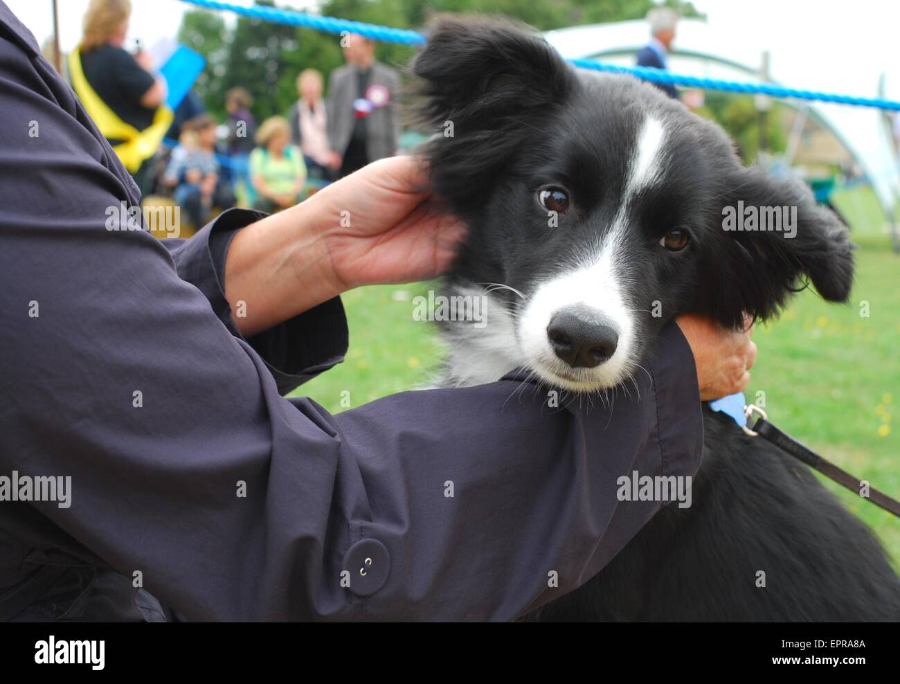 Border Collie Welpe Hund genießen Aufmerksamkeit und gestreichelt werden Stockfoto