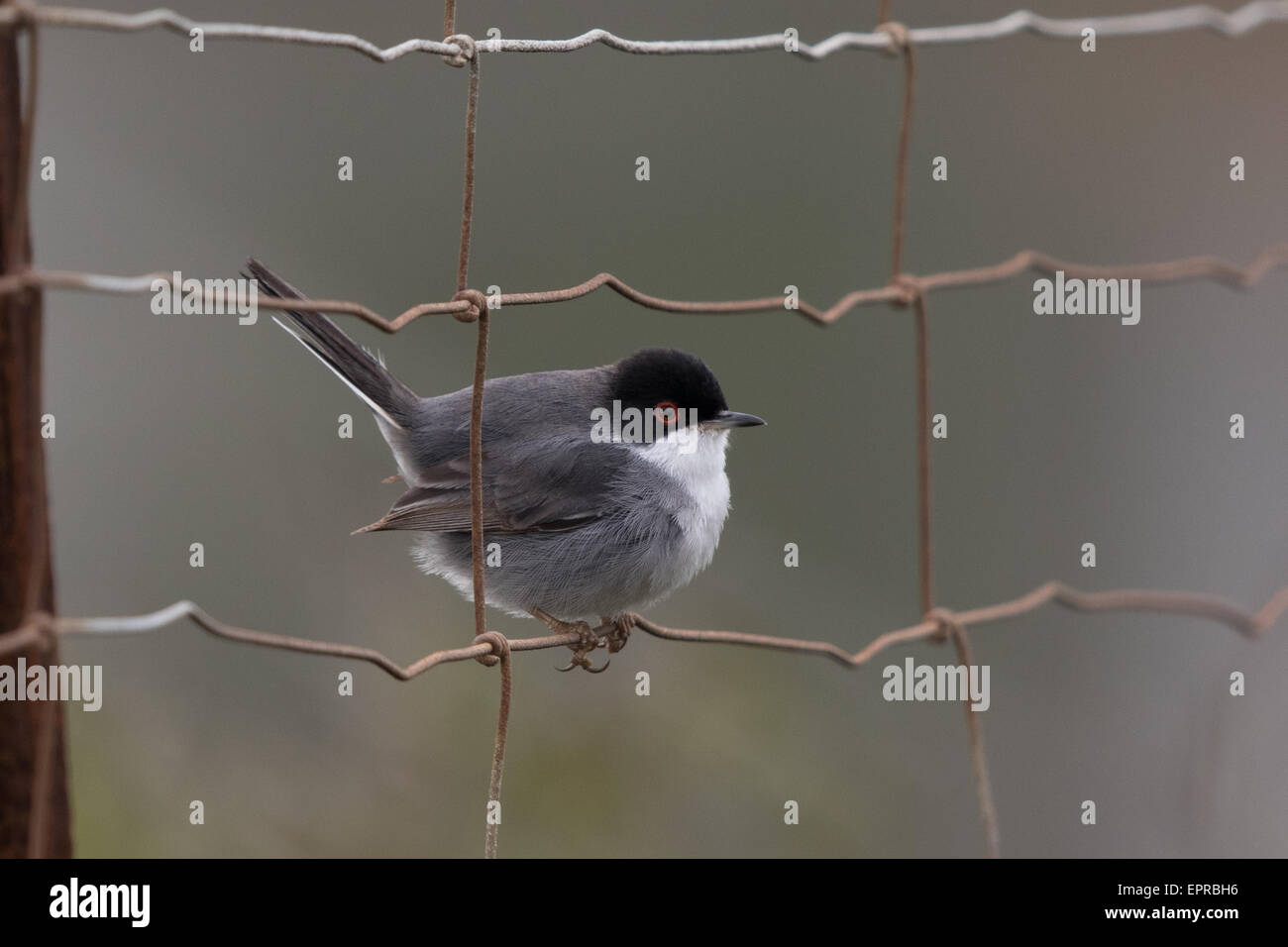 männliche Samtkopfgrasmücke (Sylvia Melanocephala) thront auf einem Drahtzaun Stockfoto