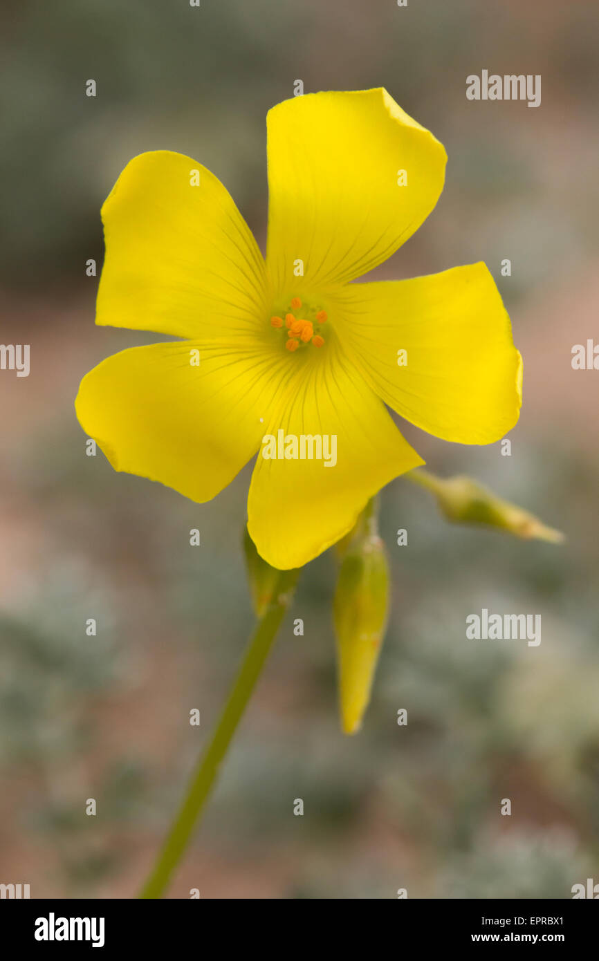 Bermuda Buttercup (Oxalis Pes-Caprae) Stockfoto