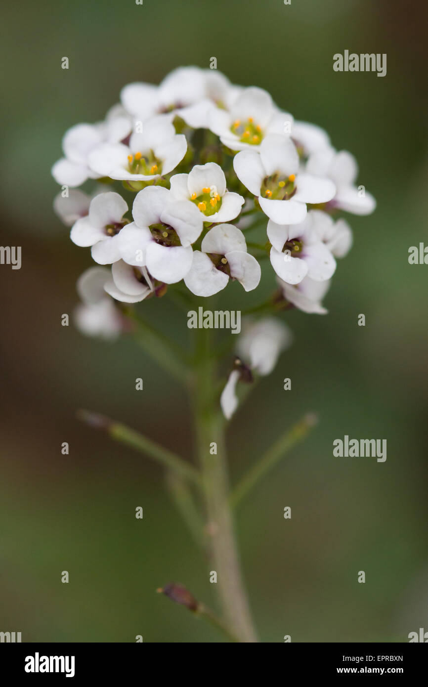 Sweet Alison (Lobularia Maritima) Blume Stockfoto