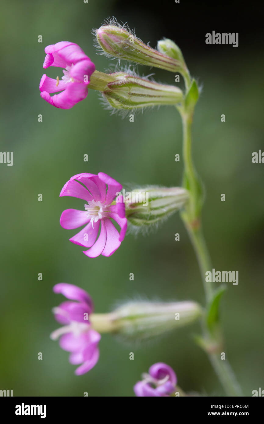 Rosa Nottingham Catch-Fly (Silene Nutans) Stockfoto