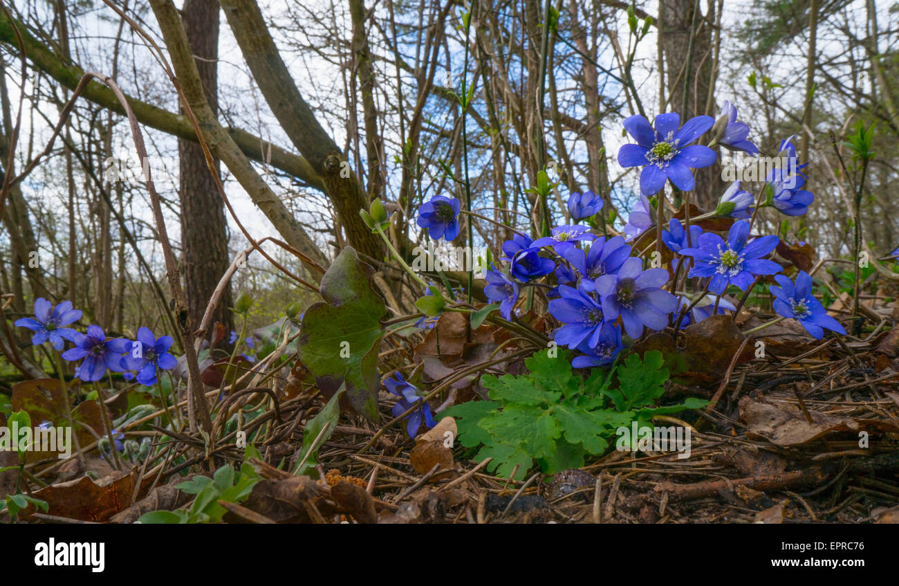 Stillen Wald Blumen Frühling Konzept-erste blaue Blumen Makro. Stockfoto