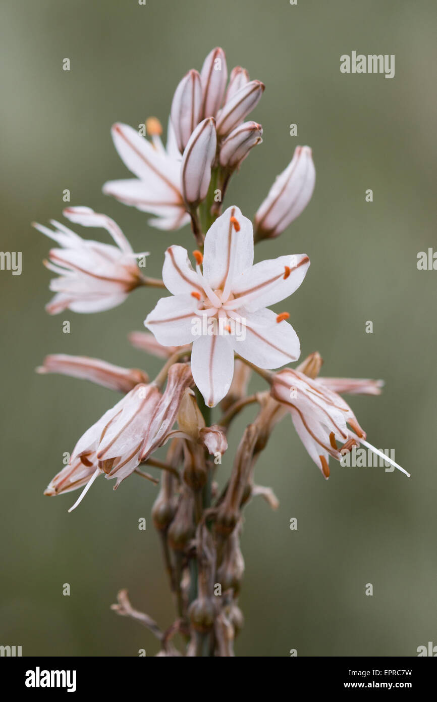 Gemeinsame Asphodel (Asphodelus Aestivus) Blume Stockfoto