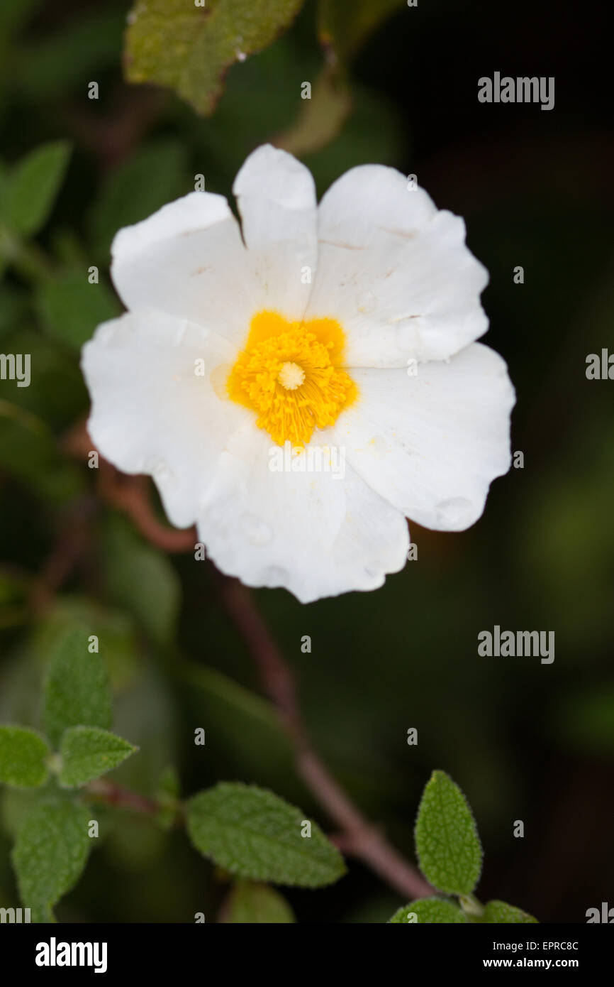 Salbei-leaved Zistrose (Cistus Salvifolius) Blume Stockfoto