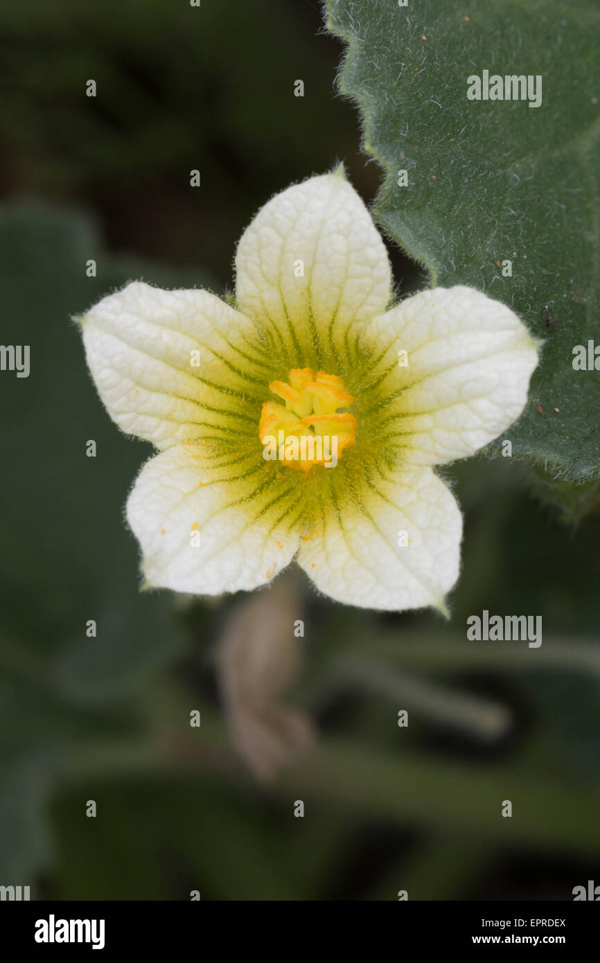 Kretische Zaunrübe (Bryonia Cretica) Blume Stockfoto