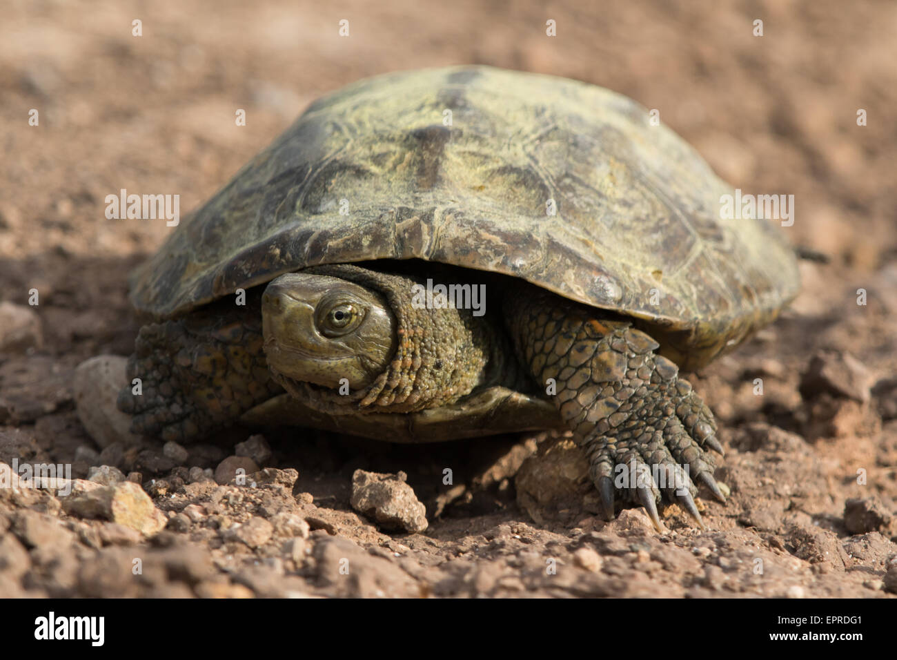 Spanische Sumpfschildkröte (Mauremys Leprosa) Stockfoto