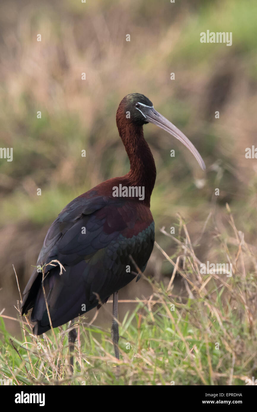 Sichler (Plegadis Falcinellus) Stockfoto