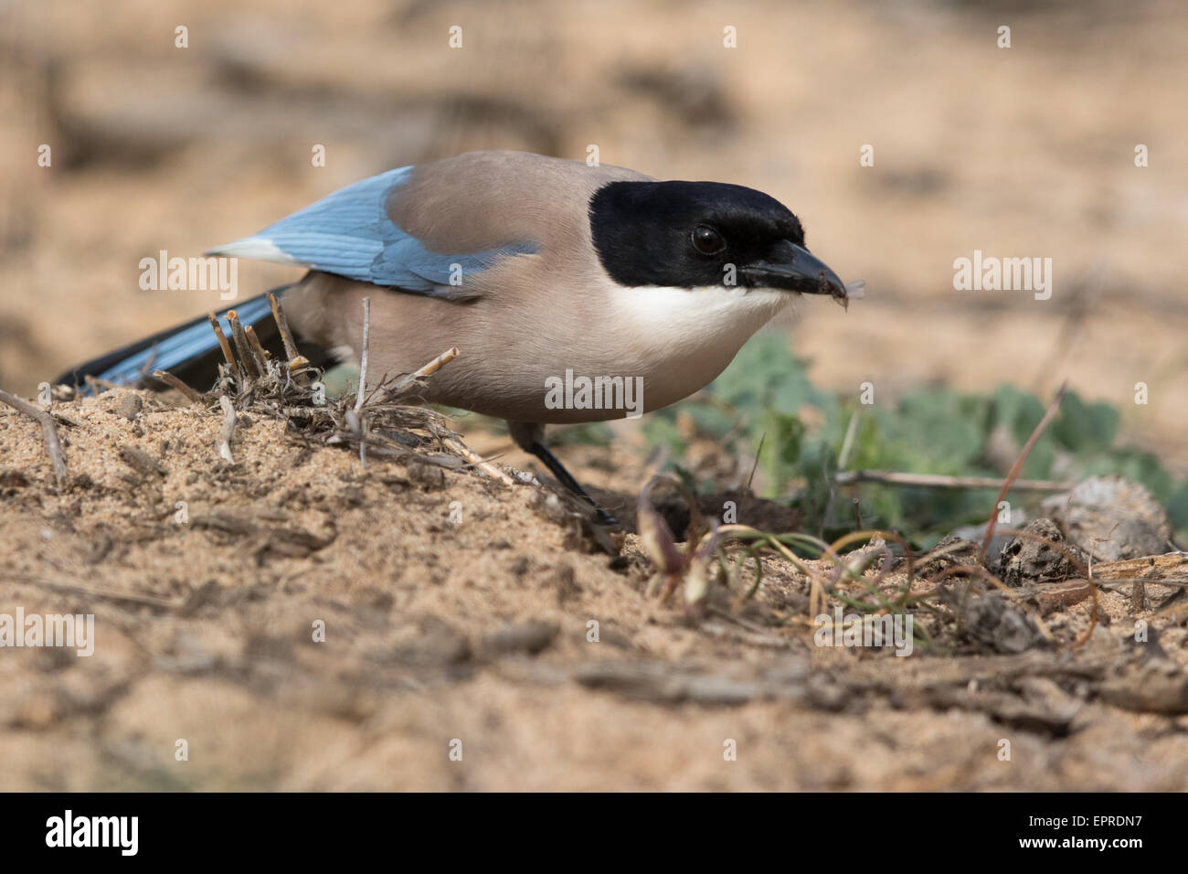 Azure-winged Elster (Cyanopica Cyanus) von geflügelten Termiten ernähren Stockfoto
