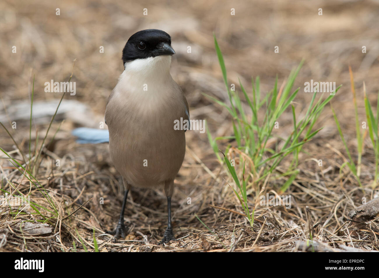Azure-winged Elster (Cyanopica Cyanus) Stockfoto
