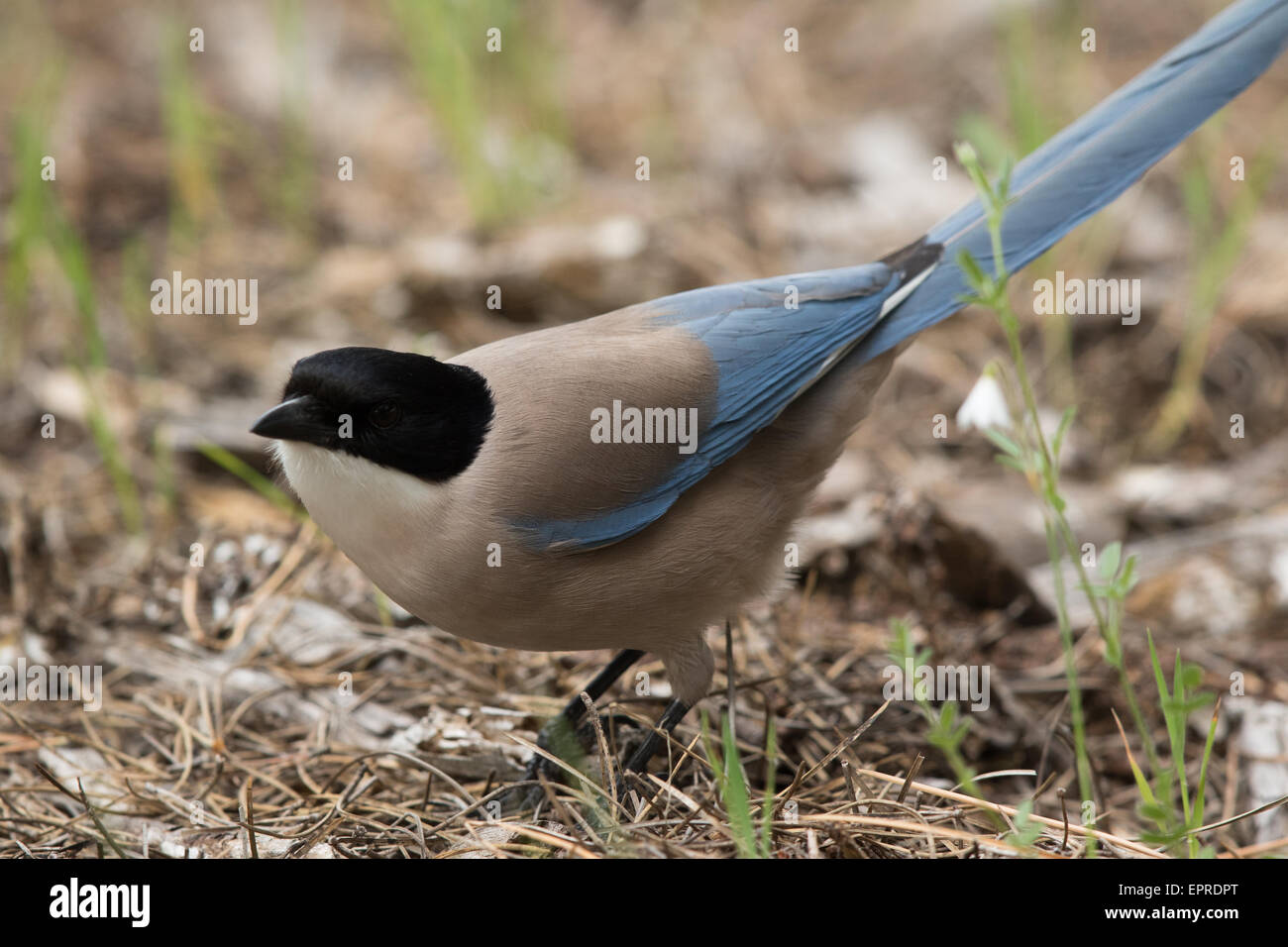 Azure-winged Elster (Cyanopica Cyanus) Stockfoto