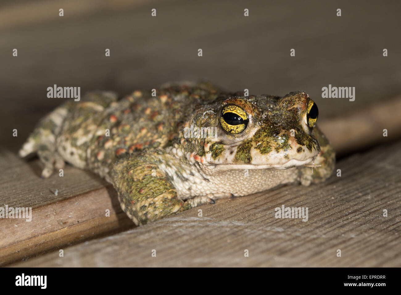 Natterjack Kröte (Epidalea Calamita) auf einem Holzsteg Stockfoto