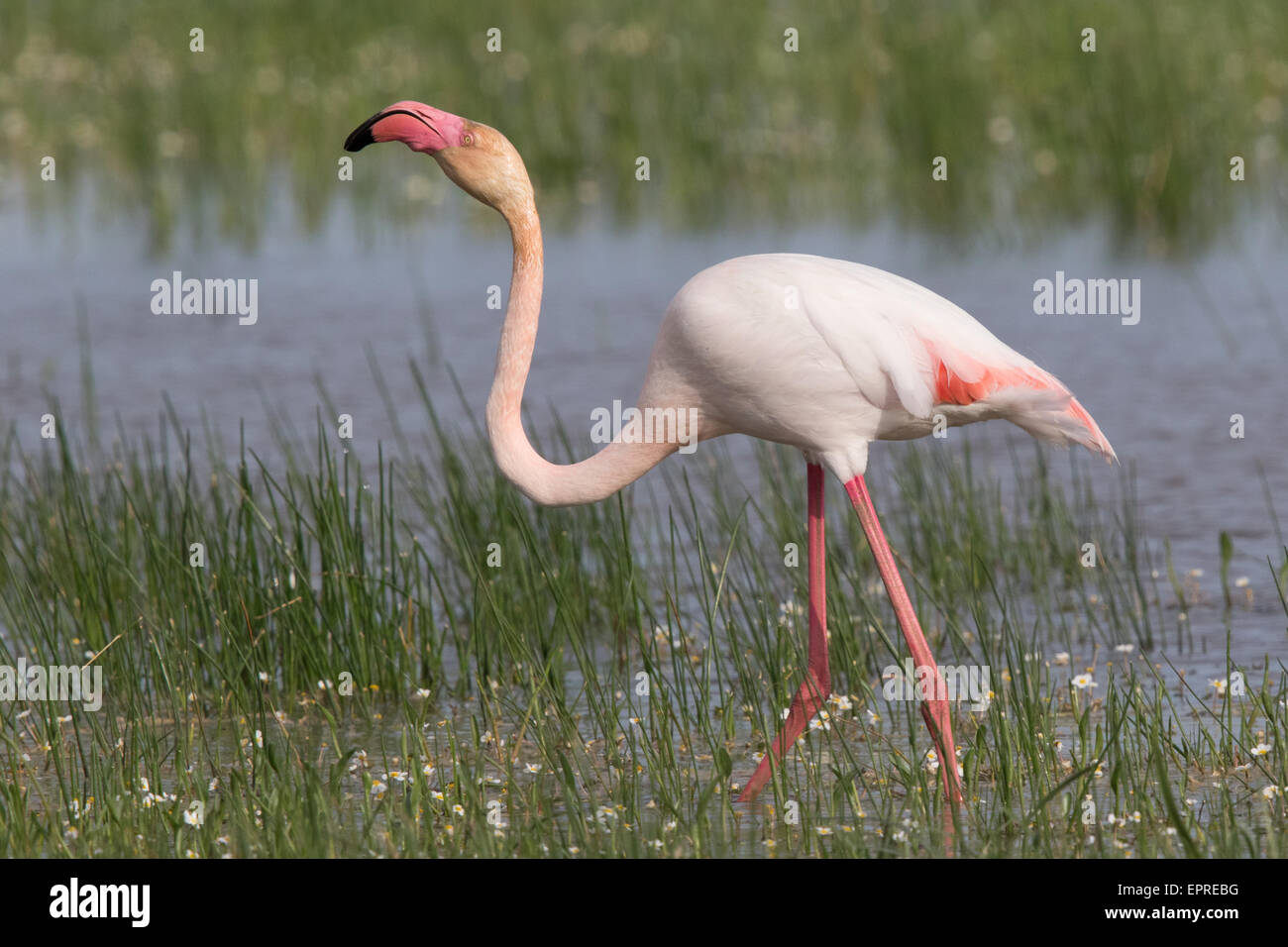 Rosaflamingo (Phoenicopterus Ruber) Stockfoto