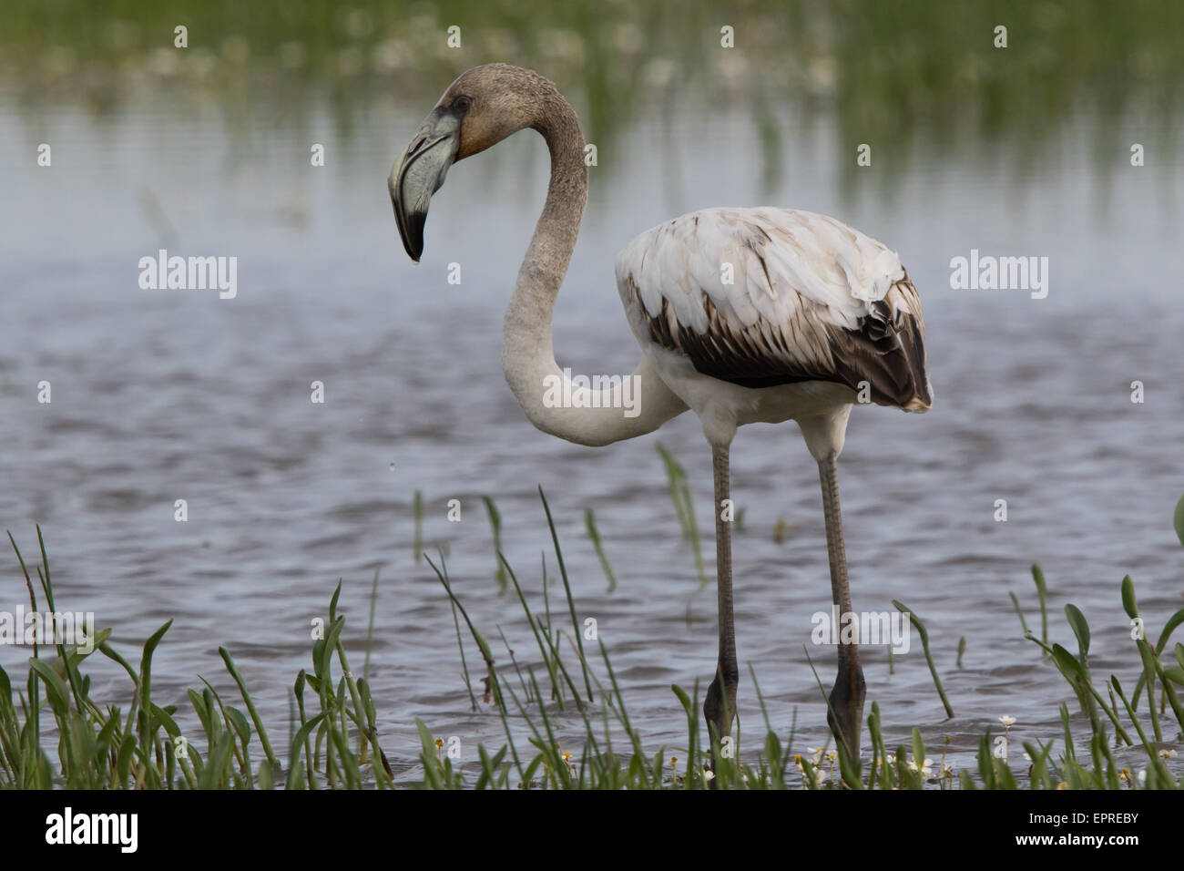 Unreife Rosaflamingo (Phoenicopterus Ruber) Stockfoto