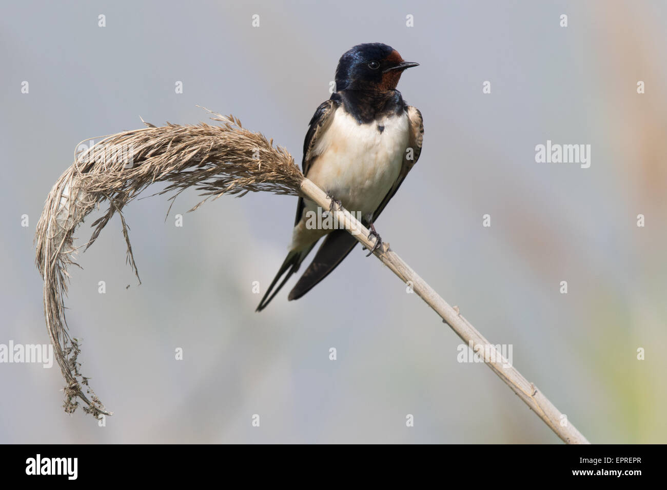 Rauchschwalbe (Hirundo Rustica) thront auf einem Schilf phragmites Stockfoto