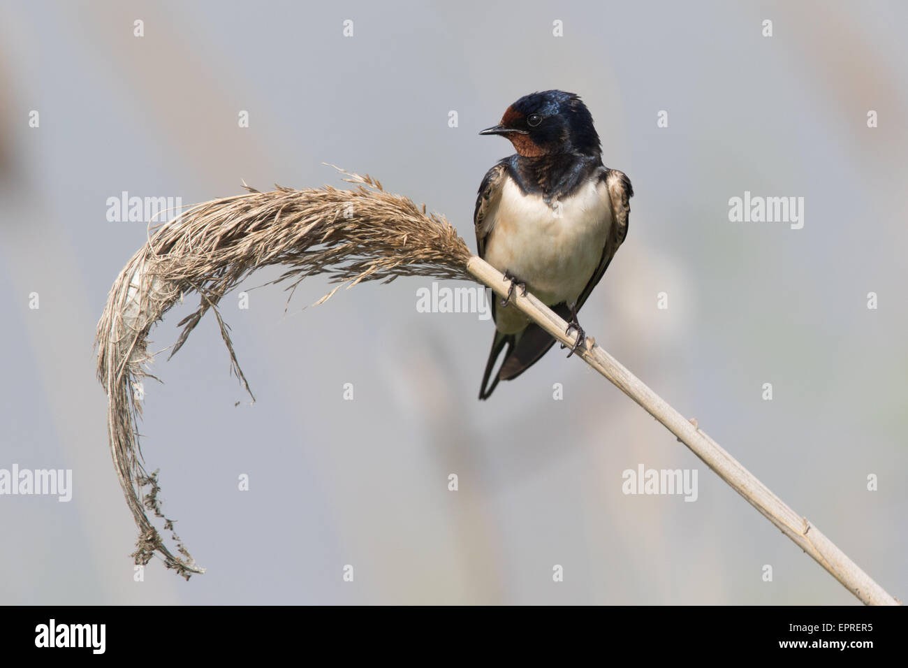 Rauchschwalbe (Hirundo Rustica) thront auf einem Schilf phragmites Stockfoto