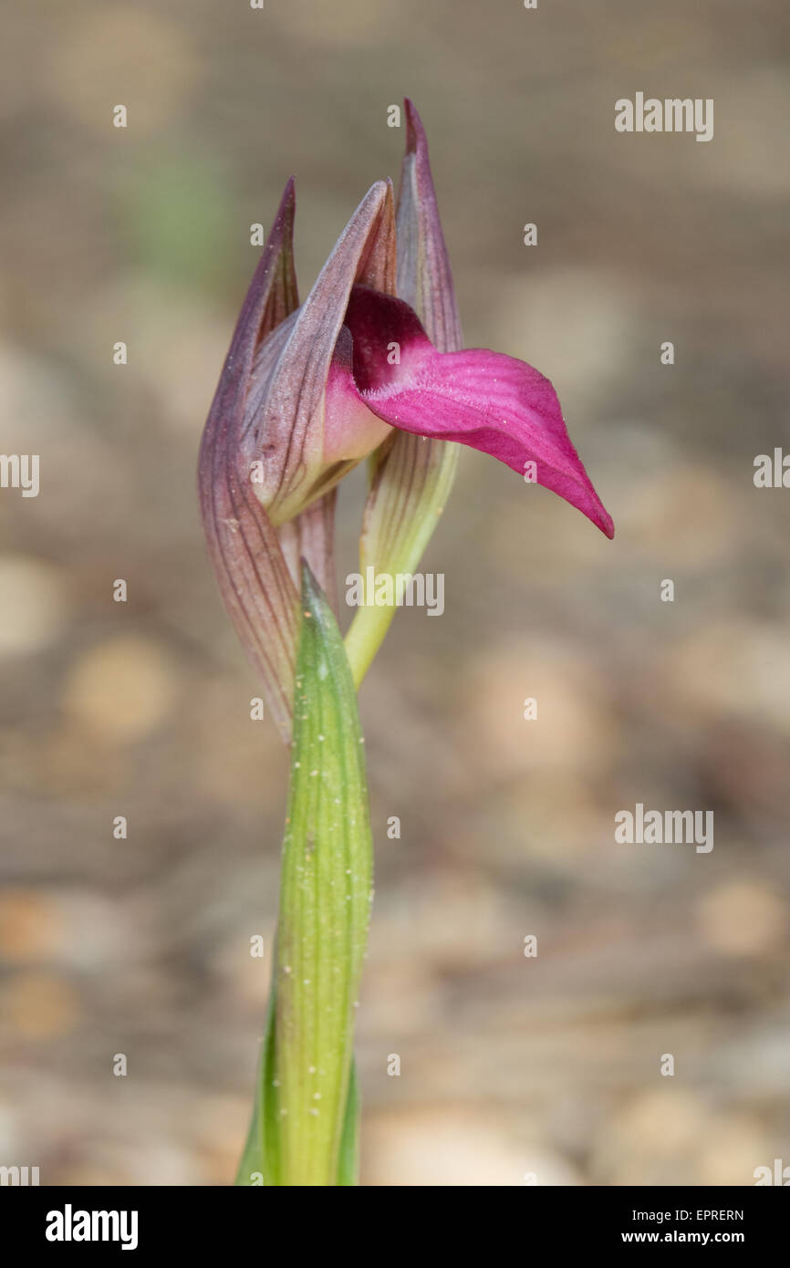 Gemeinsamen Zunge Orchidee (Serapis Lingua) Stockfoto