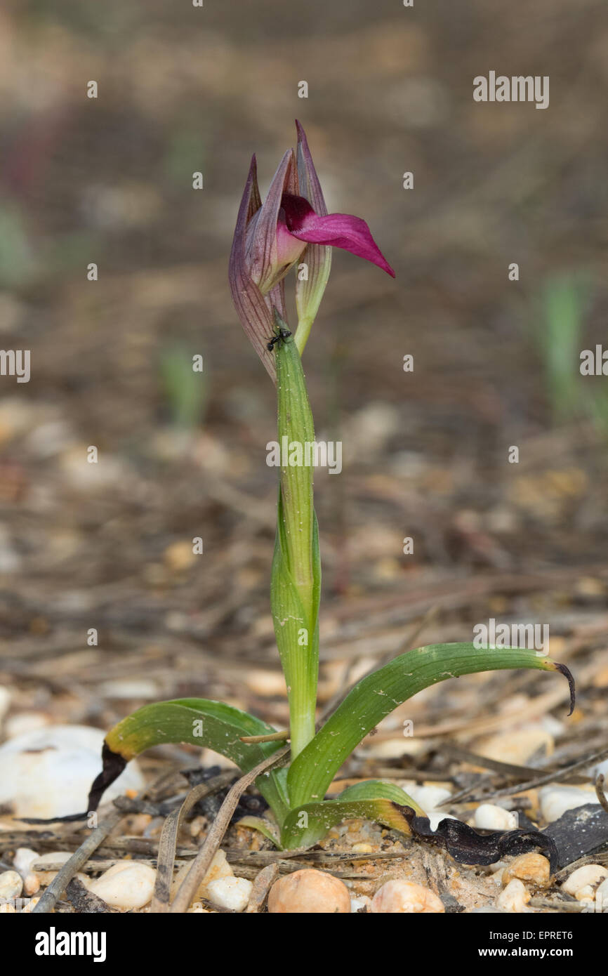 Gemeinsamen Zunge Orchidee (Serapis Lingua) Stockfoto