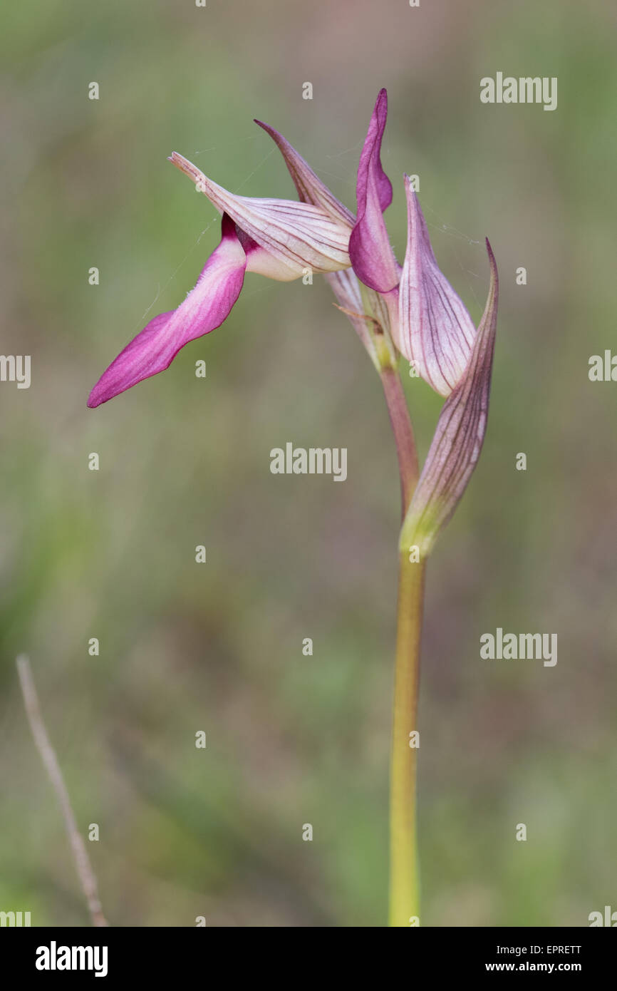 Gemeinsamen Zunge Orchidee (Serapis Lingua) Stockfoto