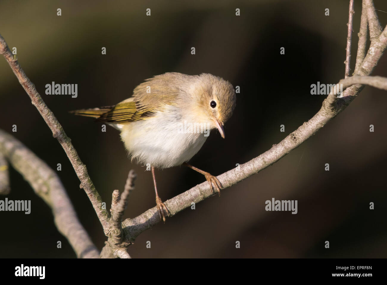 Westlichen Bonelli Laubsänger (Phylloscopus Bonelli) Stockfoto