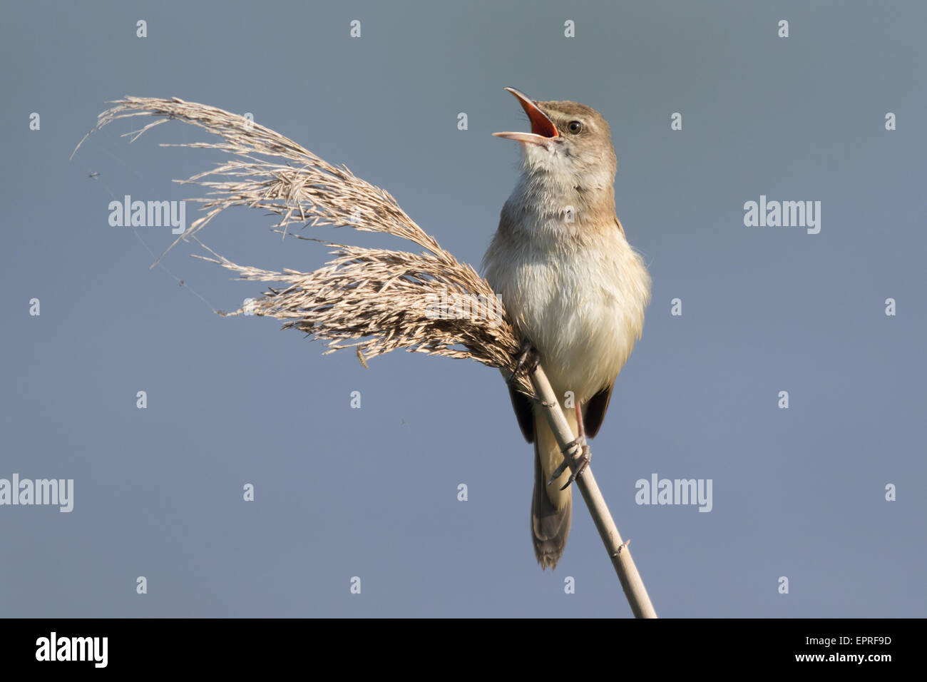 Drosselrohrsänger (Acrocephalus Arundinaceus) vom oberen Rand ein Schilfrohr Phragmites singen Stockfoto