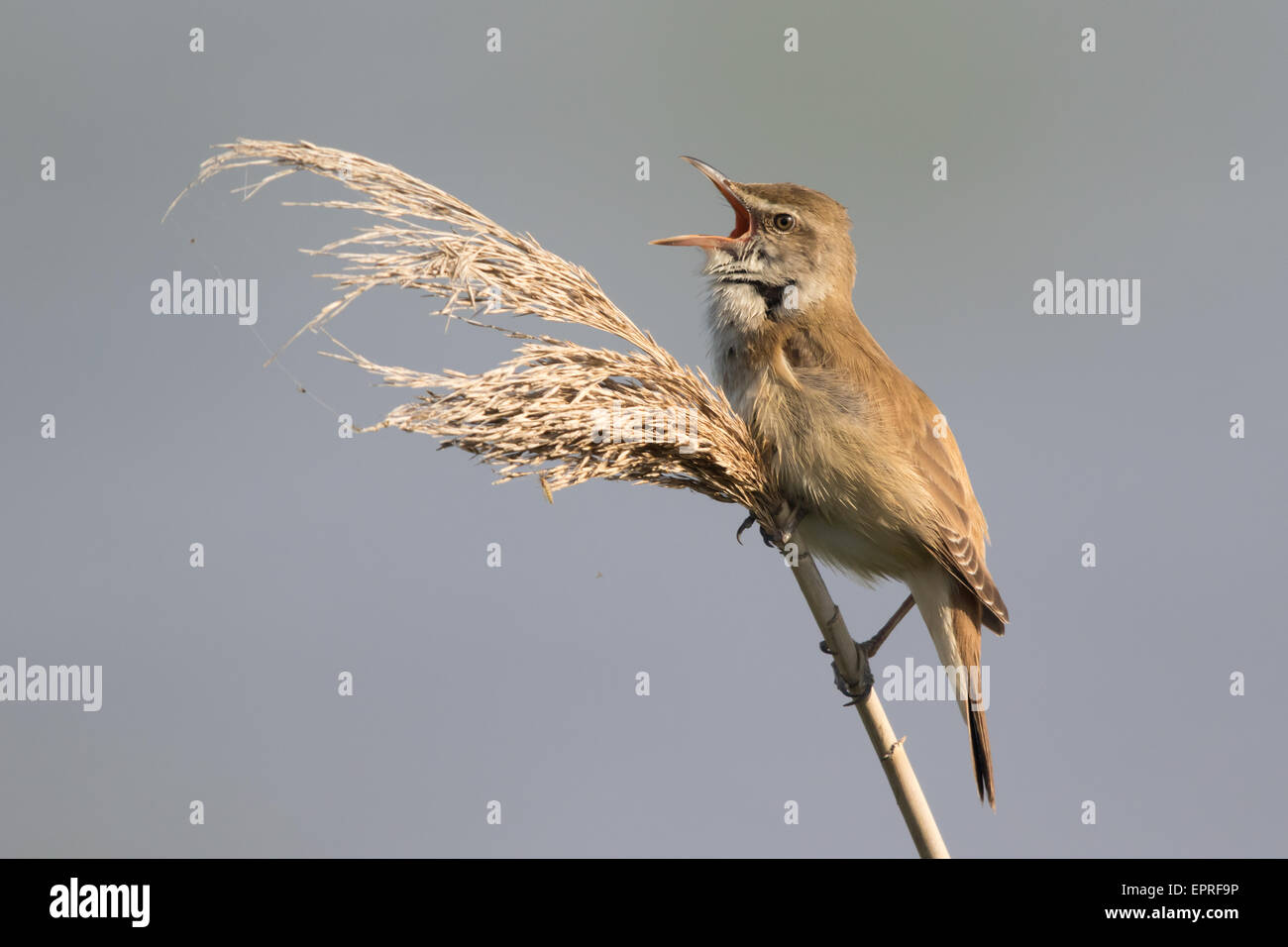 Drosselrohrsänger (Acrocephalus Arundinaceus) vom oberen Rand ein Schilfrohr Phragmites singen Stockfoto