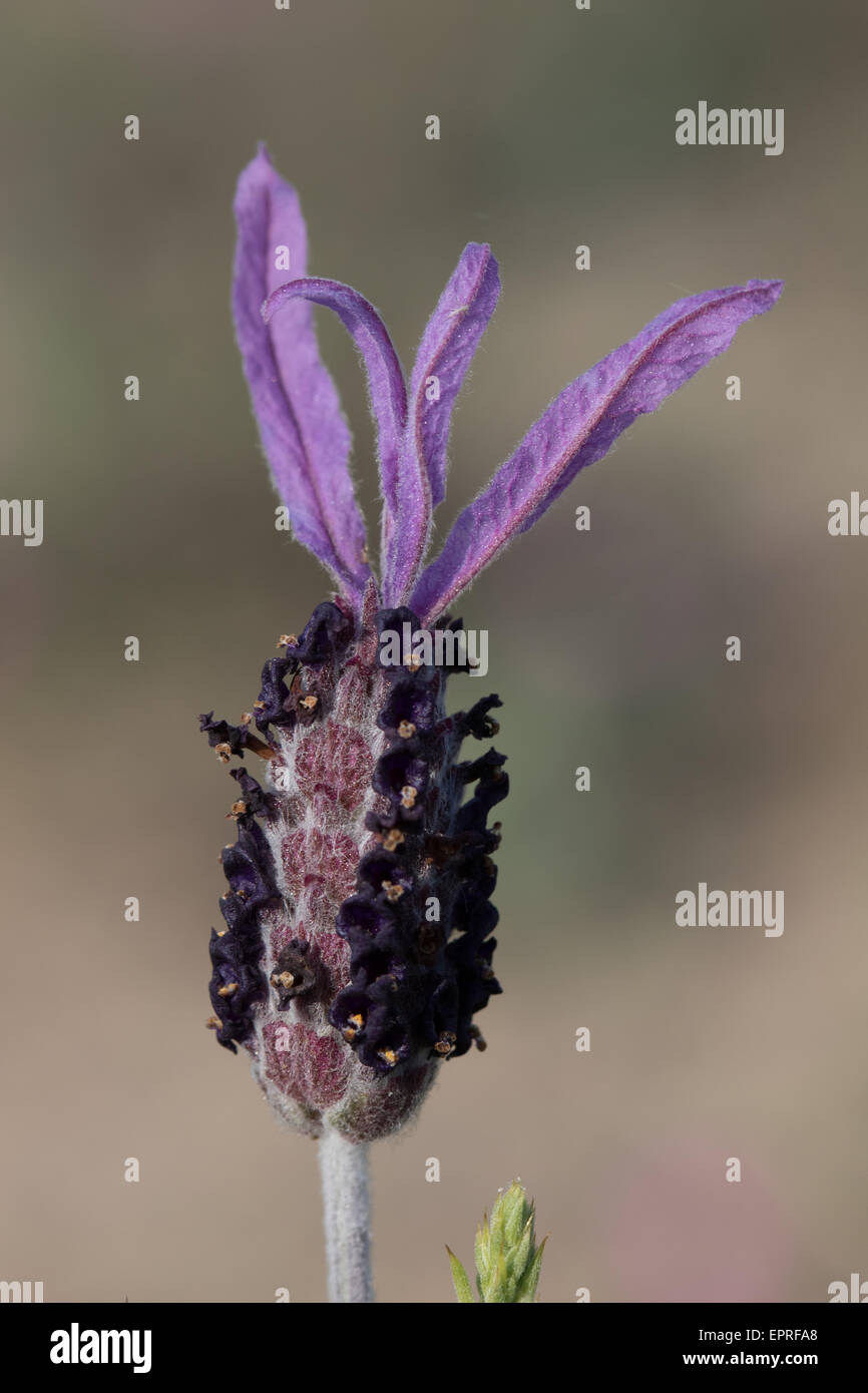Französischer Lavendel (Lavandula Stoechas) Blume Stockfoto