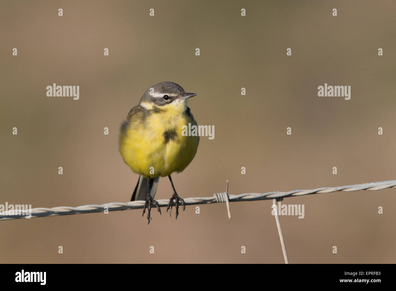 Schafstelze (Motacilla Flava) auf einen Stacheldrahtzaun Stockfoto