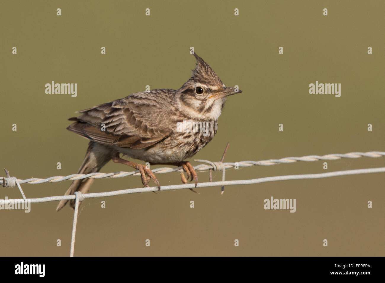 Erklommene Lerche (Galerida Cristata) auf einen Stacheldrahtzaun Stockfoto