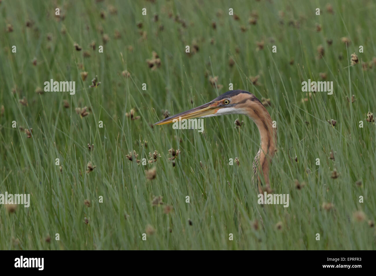 Leiter der ein Purpurreiher (Ardea Purpurea) stossen über dem langen Rasen in einem Sumpf Stockfoto