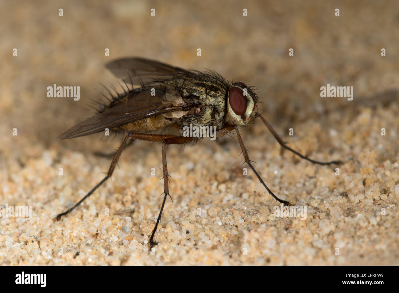 Dexia Rustica (Tachinidae) fliegen ruht auf sand Stockfoto