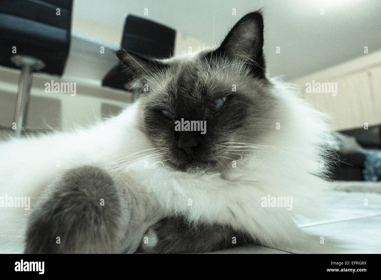 Ragdoll Katze Verlegung im Haus Stockfoto