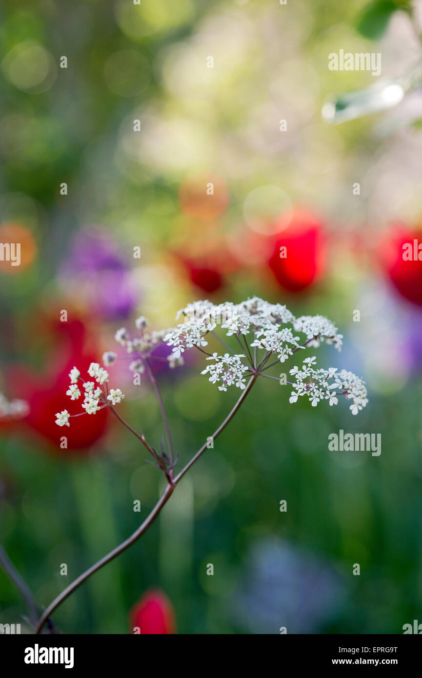 Anthriscus Sylvestris 'Ravenswing'. Schwarze Kuh Petersilie in einen bunten Frühling Garten Grenze. Selektiven Fokus Stockfoto