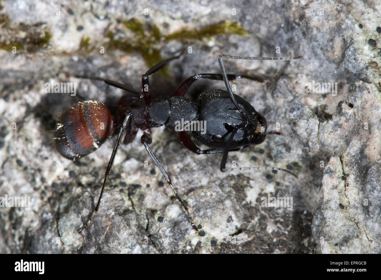 Camponotus Cruentatus Ameise Stockfoto