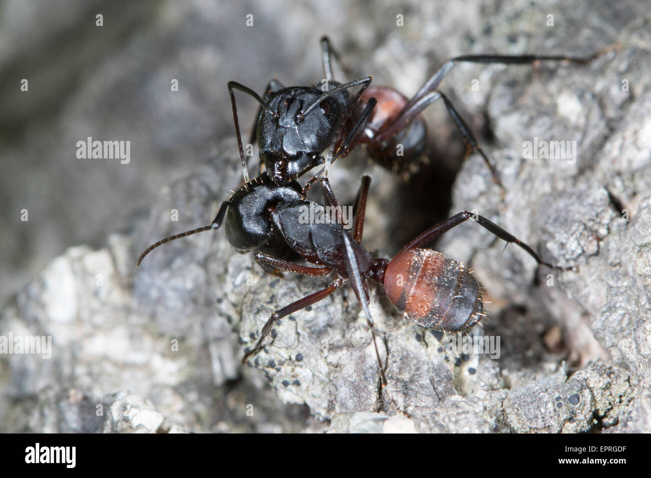 Camponotus Cruentatus Ameisen pflegen einander Stockfoto