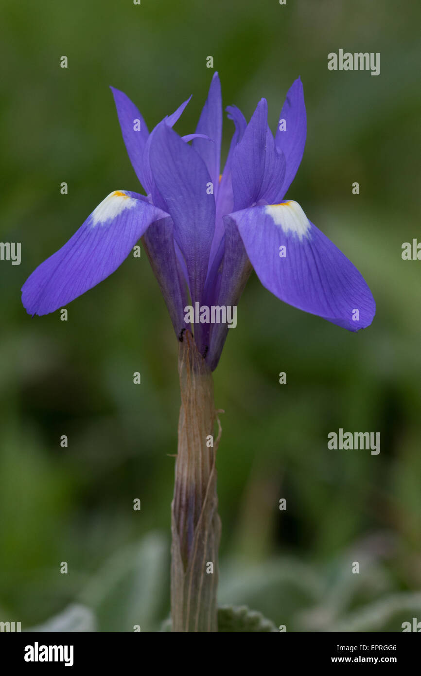 Barbary Nuss (Gynandriris Sisyrinchium) Blume Stockfoto