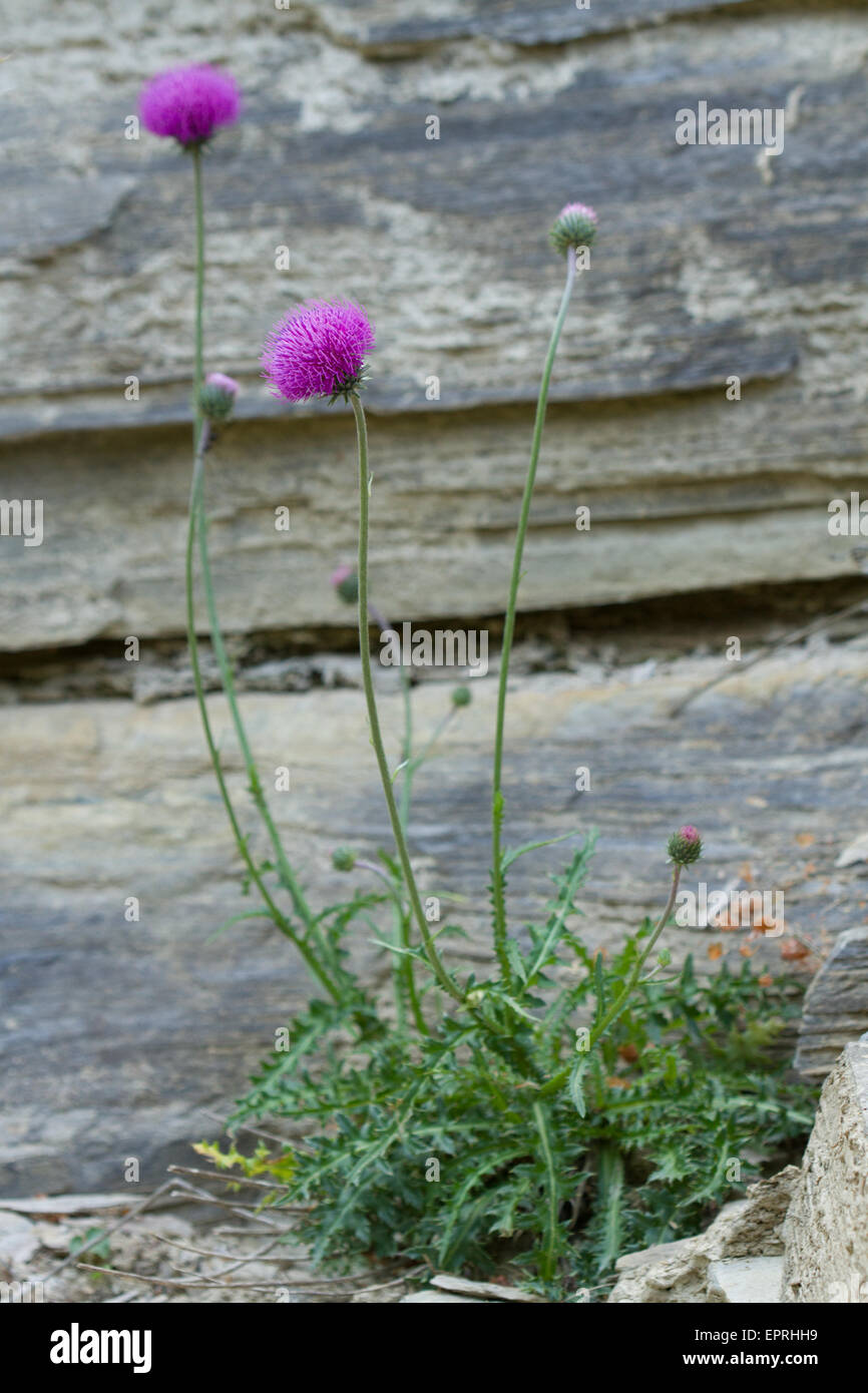 Alpenblume Distel (Blütenstandsboden Defloratus) Stockfoto