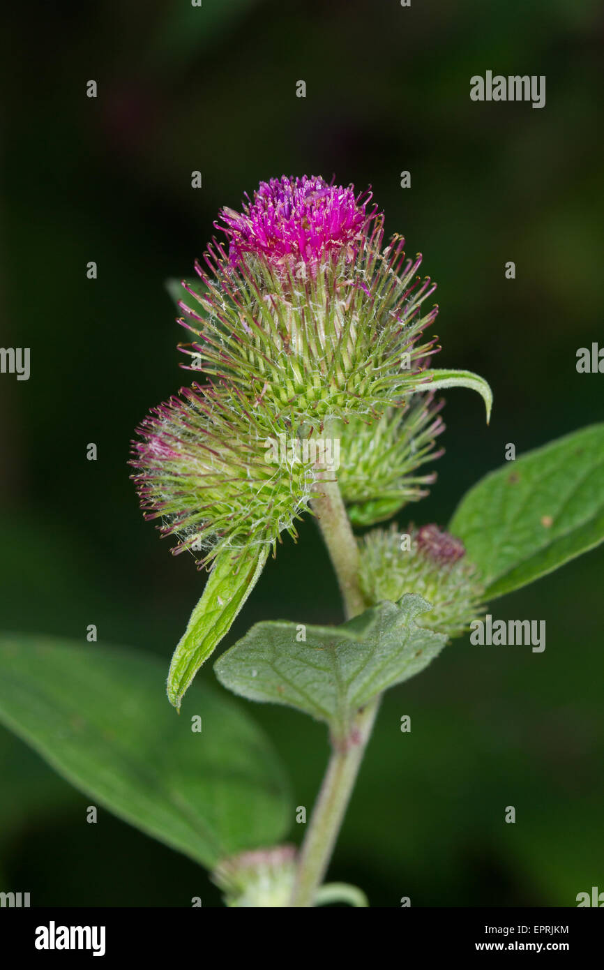 Geringerem Klette (Arctium minus) Blume Stockfoto