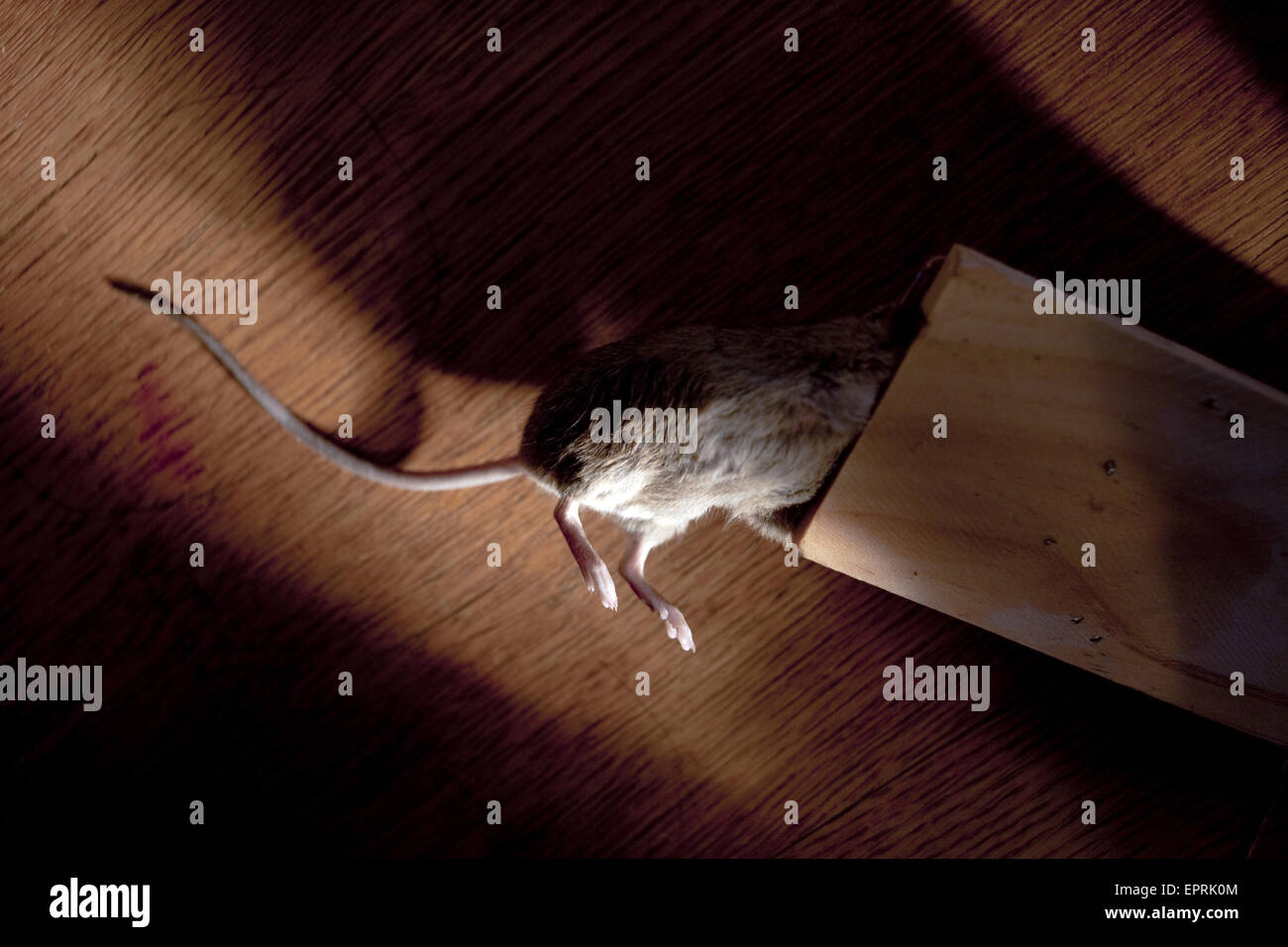 Detail eines toten Maus gefangen in einer Falle am 26. November 2009. Stockfoto