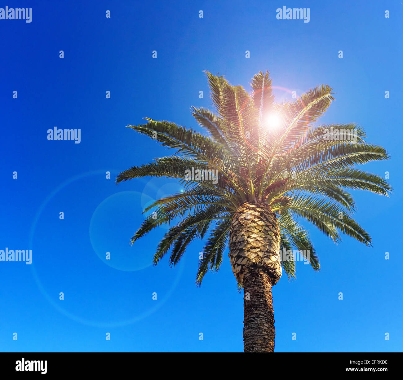 Vor strahlend blauem Himmel tropische Palme Stockfoto