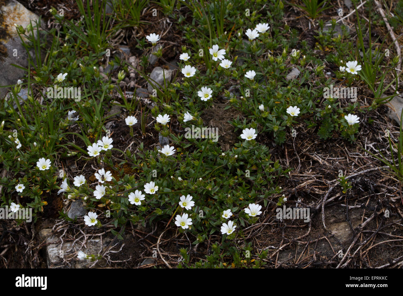 Cerastium Latifolium Blumen Stockfoto